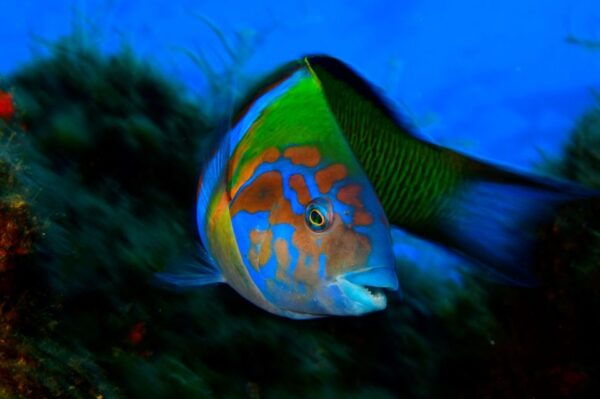 Madeira: Snorkeling Trip Marine Reserve of Garajau - Swimming in Clear Waters With Abundant Wildlife