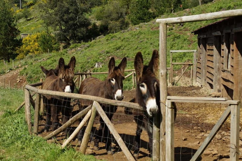 Madeira : Sunrise at Pico do Arieiro + 2 Hikes - PR1 and PR3 - Good To Know