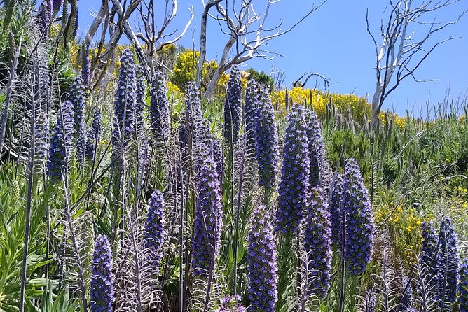 Madeira Sunrise at Pico Ruivo (Private) - Private Sunrise Experience at Pico Ruivo