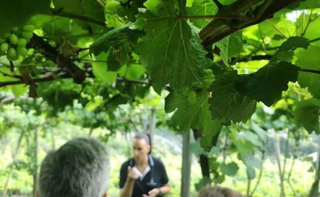 Madeira - Vineyard Tour Wine Tasting - Included - Customer Reviews