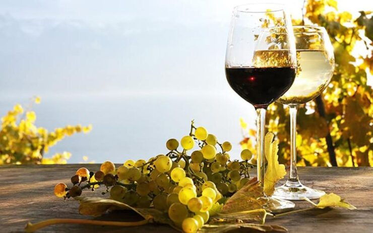 Madeira - Vineyard Tour Wine Tasting (Included) - Experience