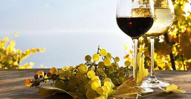 Madeira - Vineyard Tour Wine Tasting (Included) - Itinerary