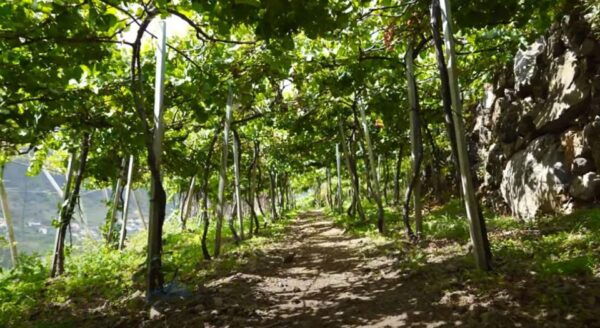 Madeira - Vineyard Tour Wine Tasting (Included) - Common Questions