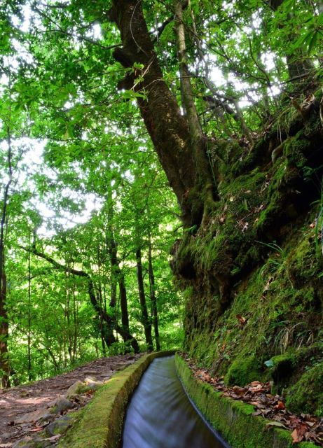 Madeira: Walking Tour Levada Do Rei/Ribeiro Bonito - Tour Duration and Languages