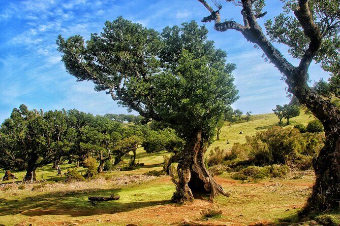 Madeira West - Enchanted Terraces & Fanal Unesco open top jeep - Exploring Madeira’s Natural Beauty in a 4x4 Jeep