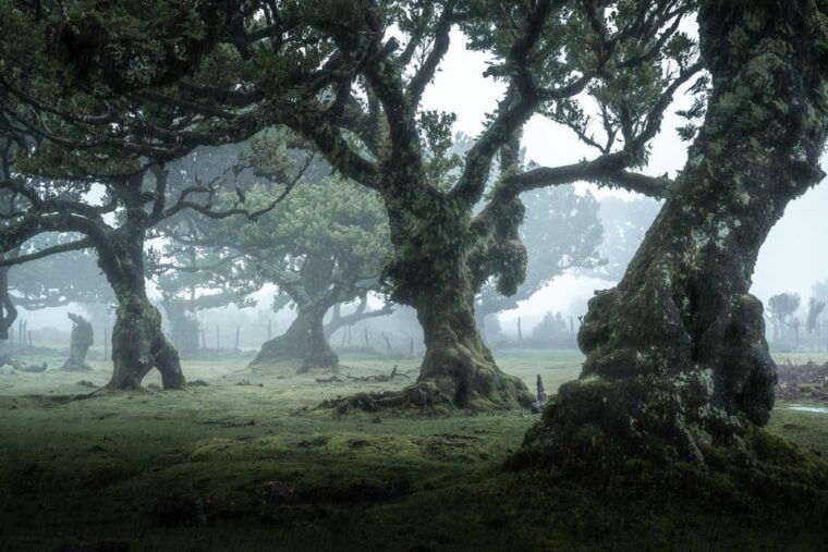 Madeira: West Tour With Guide Fanal Forest SykWalkExperience - In-Depth Look at the Itinerary
