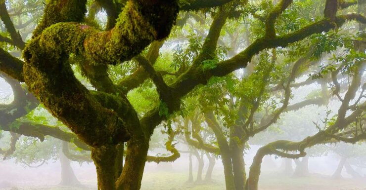 Madeira: Western Madeira Guided Trip & Fanal Mystic Forest - Activity Details