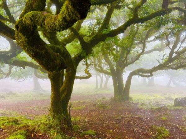 Madeira: Western Madeira Guided Trip & Fanal Mystic Forest - Value for Money Rating