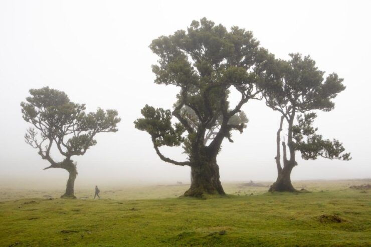 Madeira: Westside Achadas Cruz, Moniz, Seixal and Fanal - Important Information for Participants