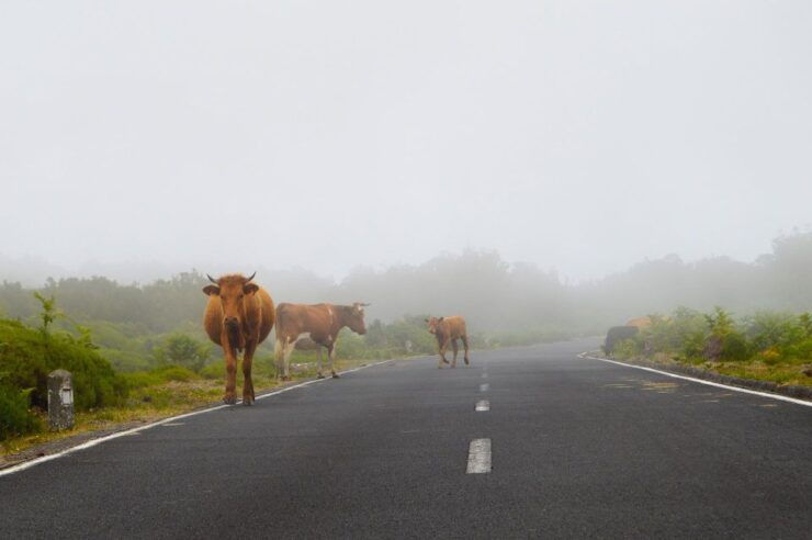 Madeira: Westside Achadas Cruz, Moniz, Seixal and Fanal - Itinerary Overview