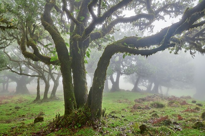 Madeira Westside Achadas Cruz, Porto Moniz, Seixal and Fanal - Inclusions and Overview