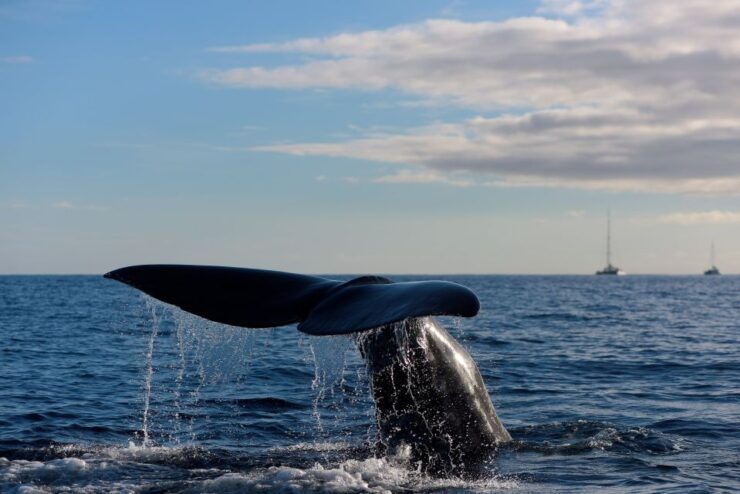 Madeira: Whale and Dolphin Watching Boat Tour From Machico - Experience Highlights