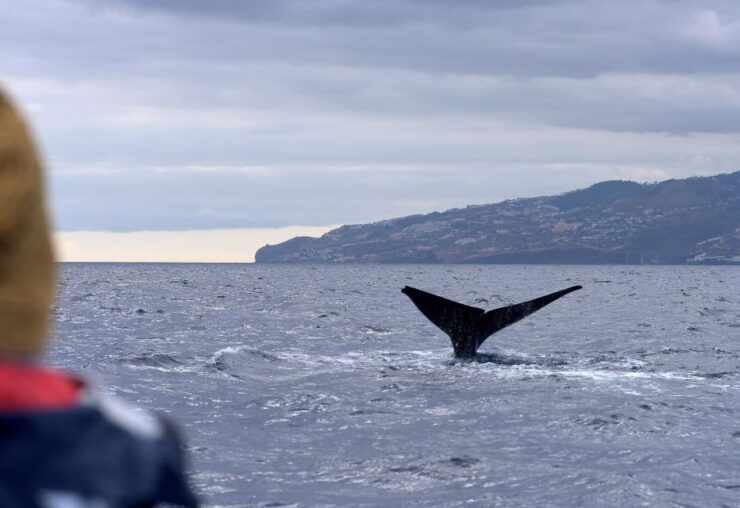 Madeira: Whale and Dolphin Watching Boat Tour From Machico - Important Information
