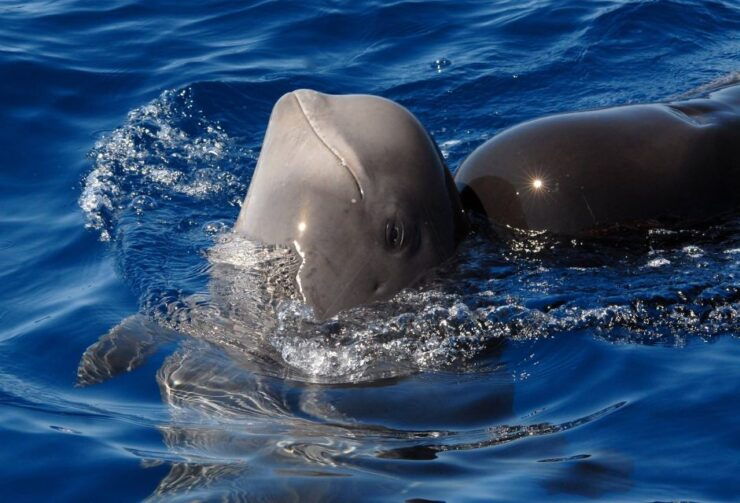 Madeira: Whale and Dolphin Watching Tour - Activity Details
