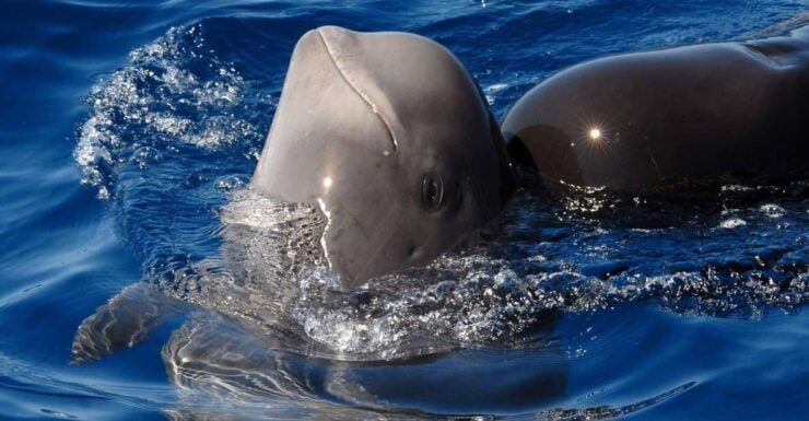 Madeira: Whale and Dolphin Watching Tour - Experience