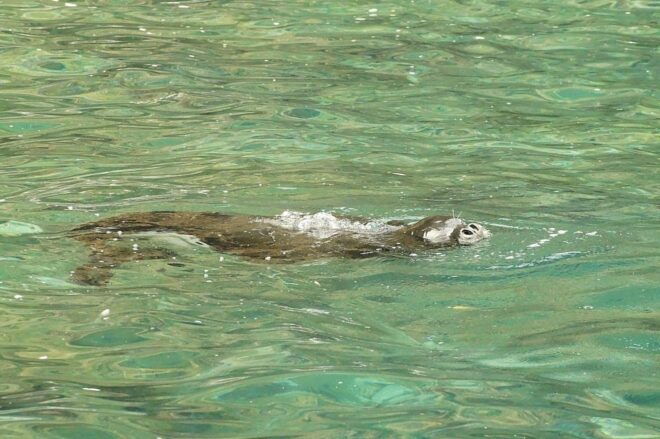 Madeira: Whale and Dolphin Watching Tour - Full Description
