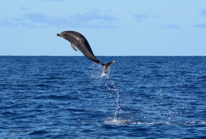 Madeira: Whale and Dolphin Watching Tour - Reviews