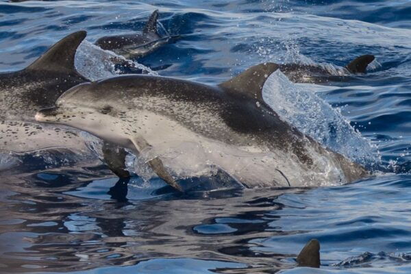 Madeira: Whale and Dolphin Watching Tour - Value for Money