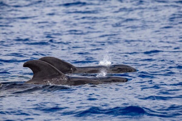 Madeira: Whale and Dolphin Watching Tour - Common Questions