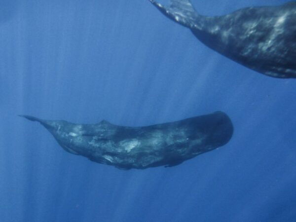 Madeira: Whale and Dolphin Watching Tour - The Sum Up