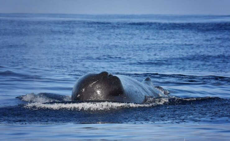 Madeira: Whale Watching Excursion in a Traditional Vessel - Experience Highlights
