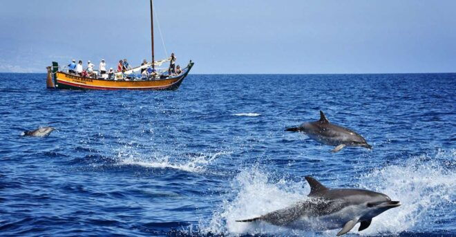 Madeira: Whale Watching Excursion in a Traditional Vessel - Expert Guides and Success Rate