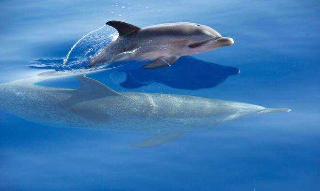 Madeira: Whale Watching Excursion in a Traditional Vessel - Full Description of the Activity