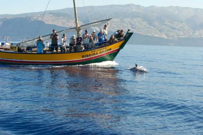 Madeira: Whale Watching Excursion in a Traditional Vessel - Select Participants and Date