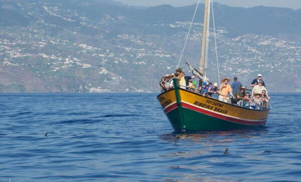 Madeira: Whale Watching Excursion in a Traditional Vessel - Customer Reviews