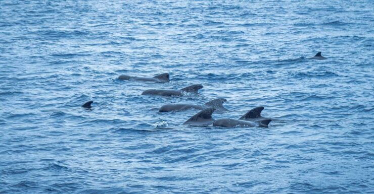 Madeira : Whales and Dolphins Wooden Boat Excursion - Good To Know
