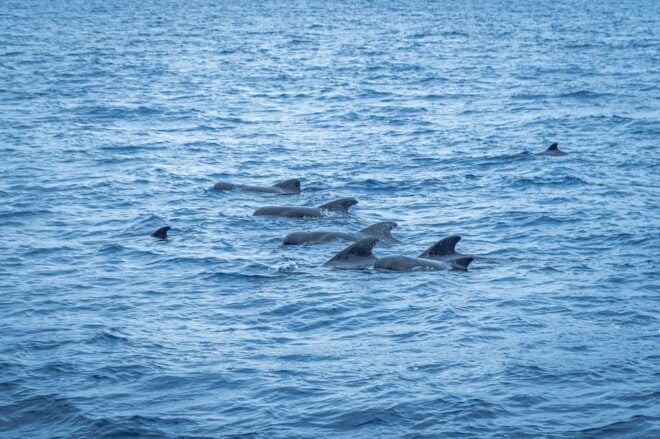 Madeira : Whales and Dolphins Wooden Boat Excursion - Participant Requirements