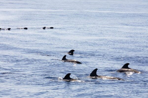 Madeira : Whales and Dolphins Wooden Boat Excursion - Customer Feedback