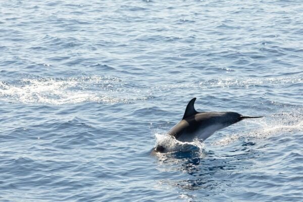 Madeira : Whales and Dolphins Wooden Boat Excursion - Optional Pickup Locations