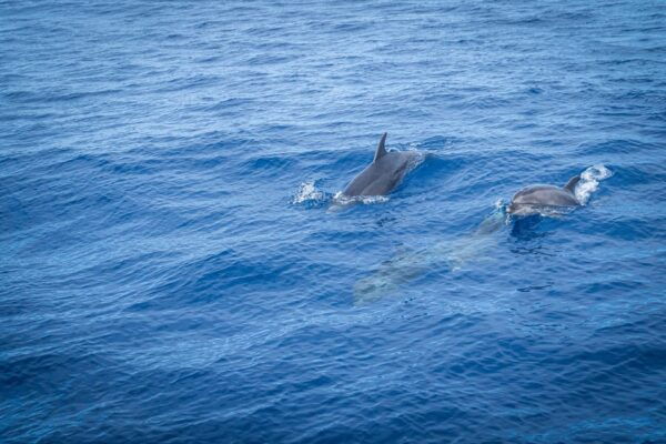 Madeira : Whales and Dolphins Wooden Boat Excursion - Frequently Asked Questions