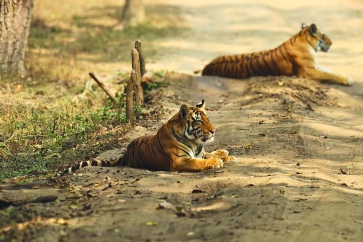 Madhya Pradesh: Kanha National Park Guided Safari Tour - Good To Know