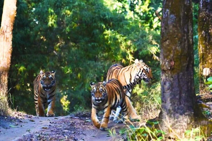 Madhya Pradesh: Kanha National Park Guided Safari Tour - Tiger Safari Experience Details