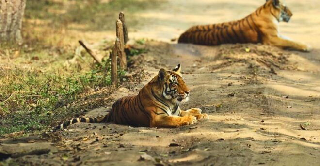 Madhya Pradesh: Kanha National Park Guided Safari Tour - Itinerary and Tour Activities
