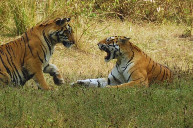 Madhya Pradesh: Kanha National Park Guided Safari Tour - Pickup and Drop-off Information