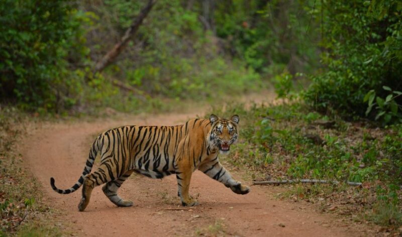Madhya Pradesh: Satpura National Park Guided Jeep Safari - Good To Know  