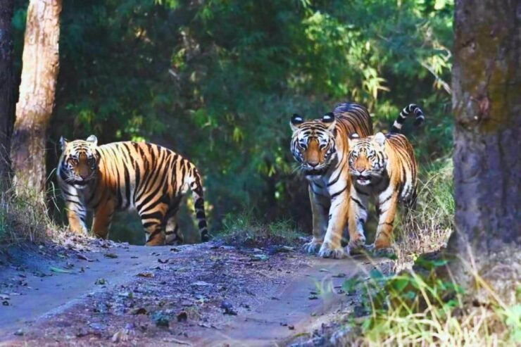 Madhya Pradesh: Satpura National Park Guided Jeep Safari - Good To Know
