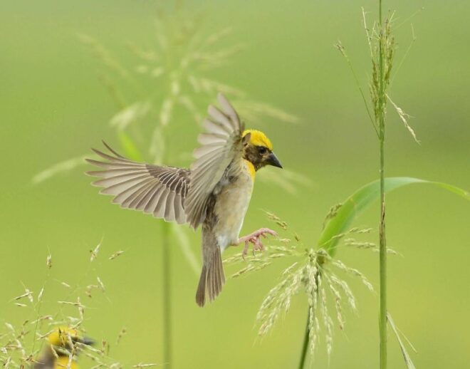 Madhya Pradesh: Satpura National Park Guided Jeep Safari - Flora and Fauna