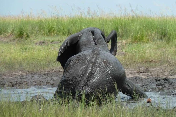 Madikwe Game Reserve Day Tour (Minimum per Booking: 5 People) - Frequently Asked Questions