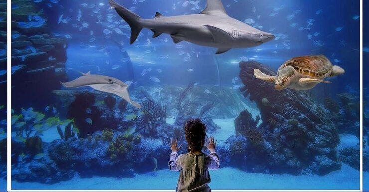 Madrid: Atlantis Aquarium Entry Ticket - Ticket Details