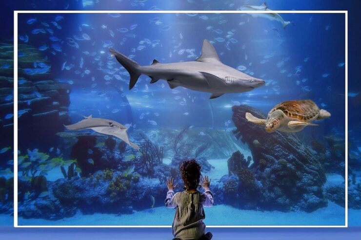 Madrid: Atlantis Aquarium Entry Ticket - Experience Highlights