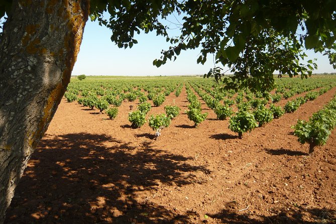 Madrid Countryside Wineries Guided Tour With Wine Tasting - Positive Reviews