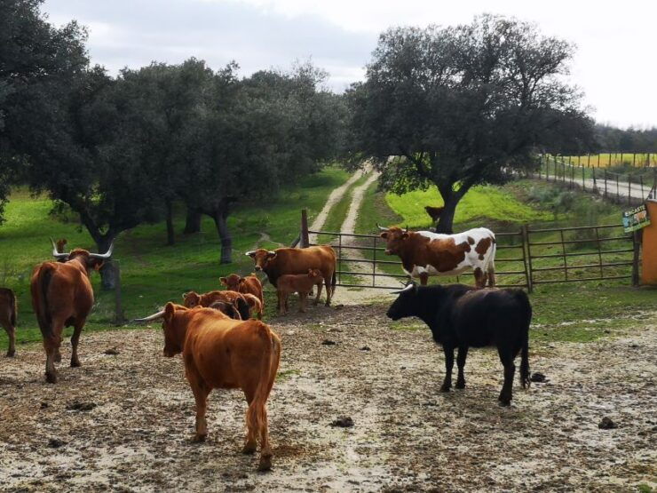 Madrid: Half-Day Bull Breeding Farm Tour - Tour Duration and Cancellation Policy