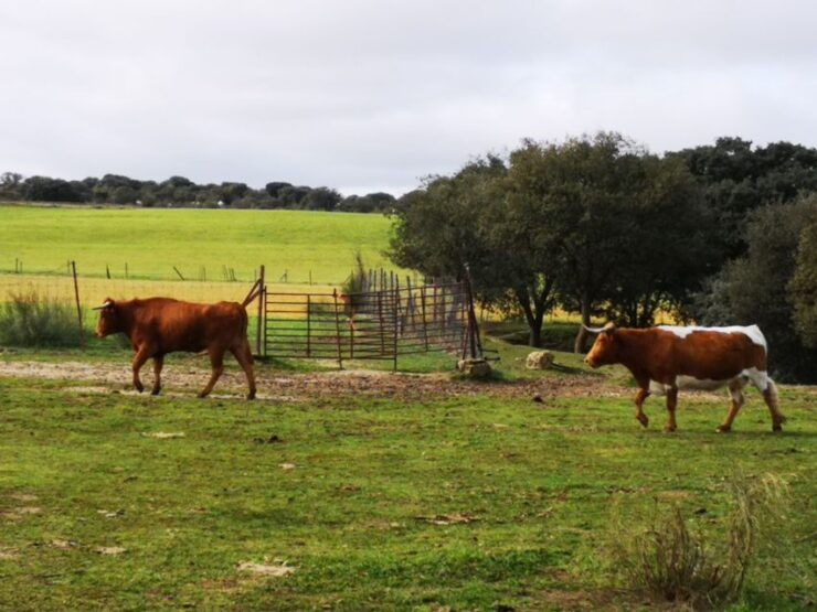Madrid: Half-Day Bull Breeding Farm Tour - Meeting Point and Arrival Instructions
