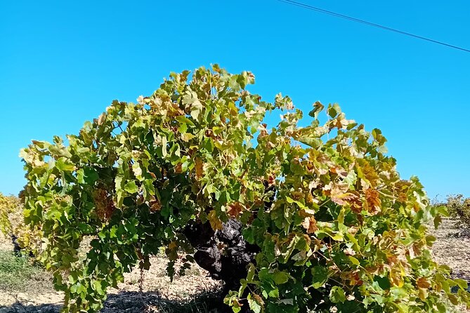 Madrid Half Day Wine Tour in English - Cancellation and Refund Policies