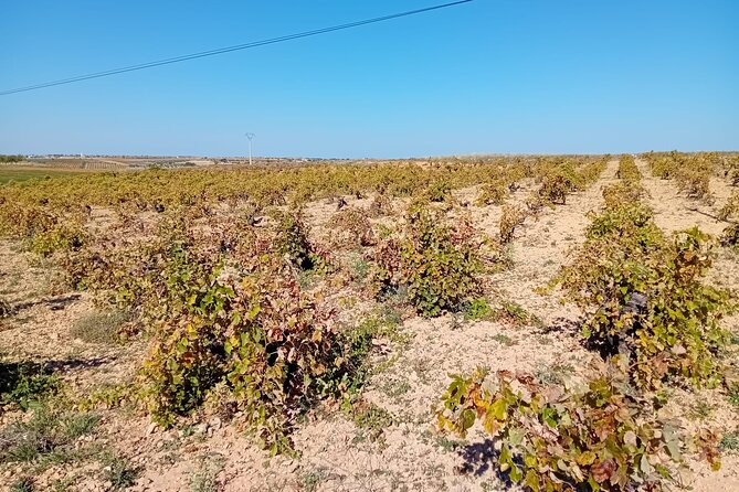 Madrid Half Day Wine Tour in English - Reviews