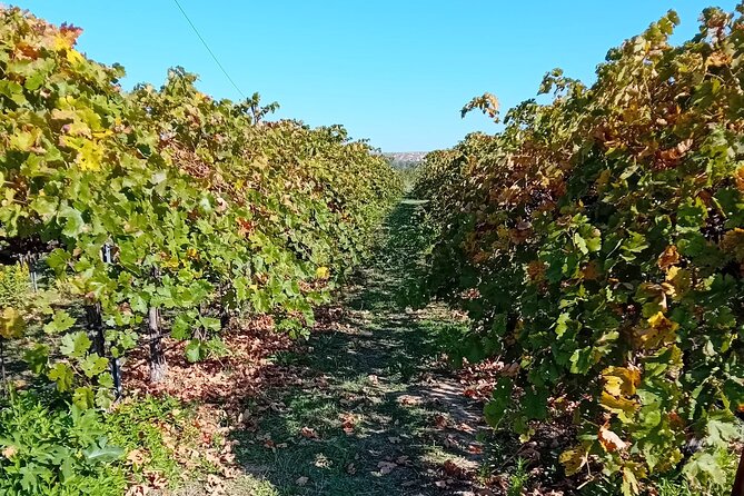 Madrid Half Day Wine Tour in English - Pricing and Legal Information